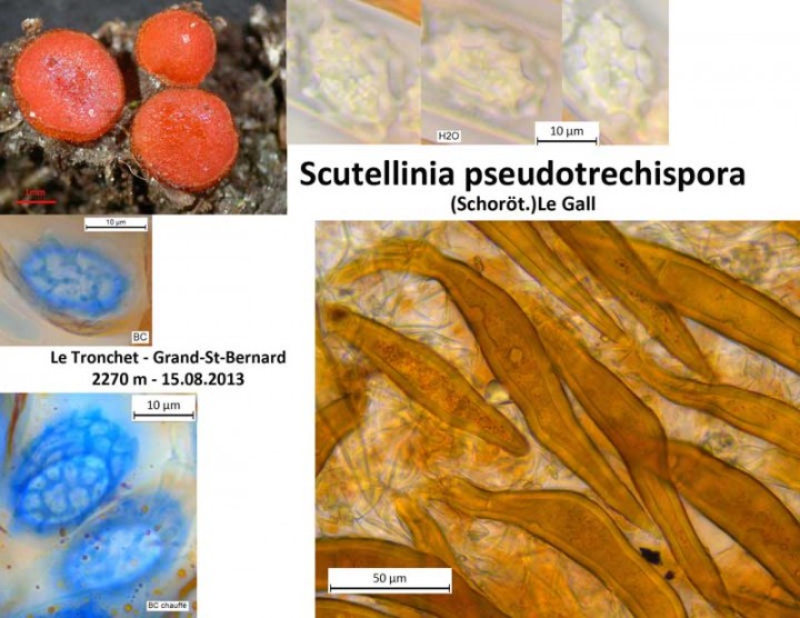 Scutellinia pseudotrechispora