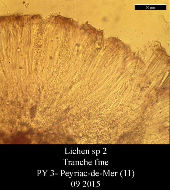 Lichen sp 2-Tranche-PY 3-09-LG.jpg
