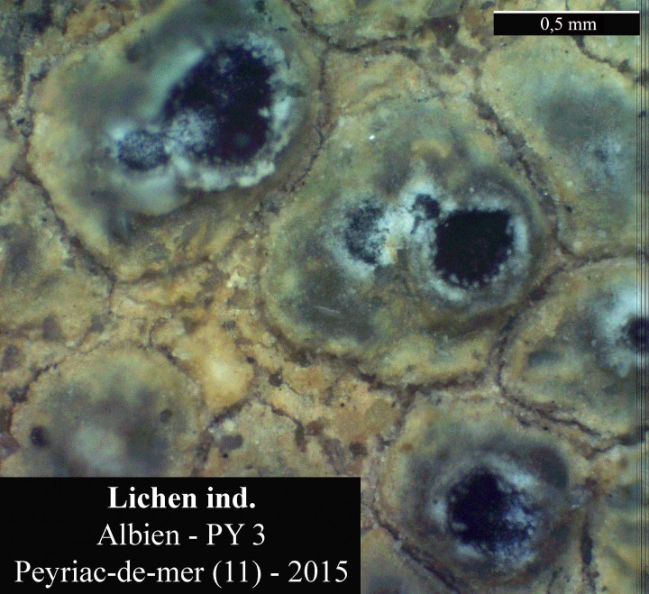 Lichen sp 1-PY 3-2015-LG.jpg