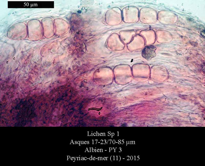 Lichen Sp 1-Asques-PY 3-LG.jpg