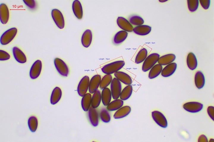 Spores oblongues à elliptiques avec un pore germinatif net. Certaines dépassent les 16 µ (basides bisporiques?)