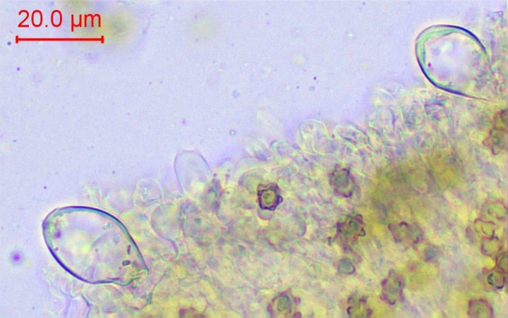 Pleurocystides peu nombreuses, similaires aux cheilocystides